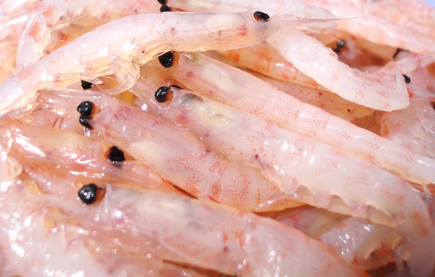 Amazon | 〈冷凍釣りエサ〉浜市［HAMAICHI］【付餌&コマセ】オキアミ[L